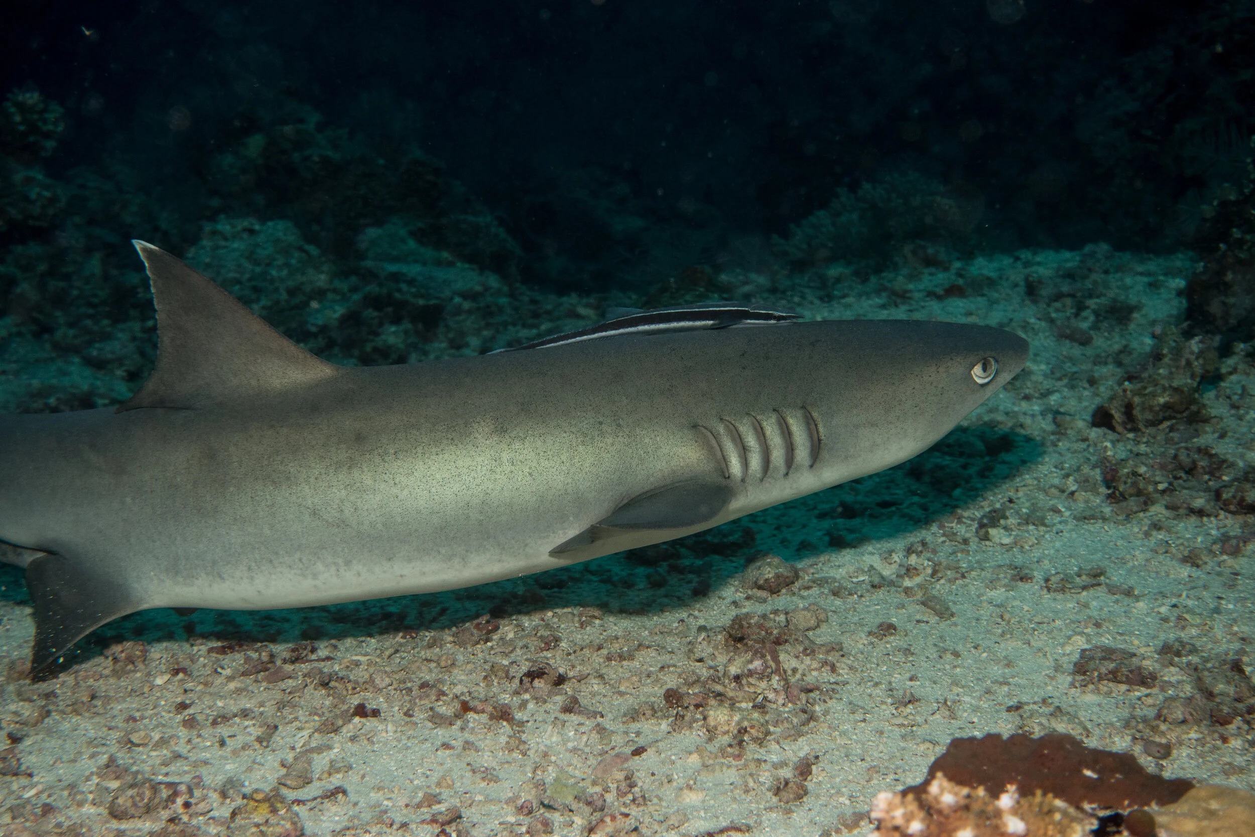 grey reef shark at barracuda point sipadan