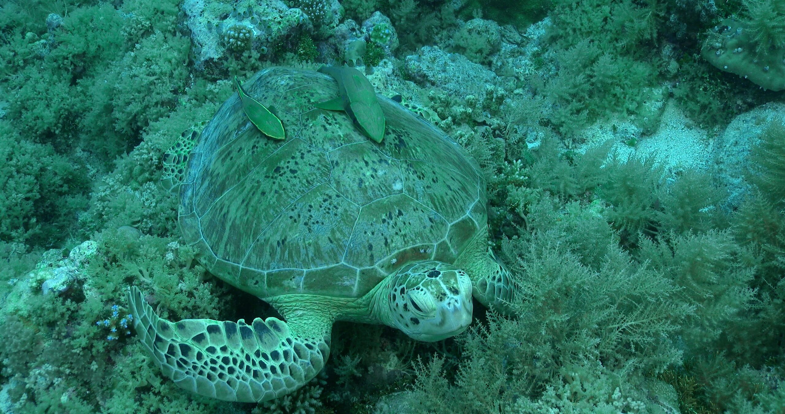 hawksbill turtle resting on ledge at drop off