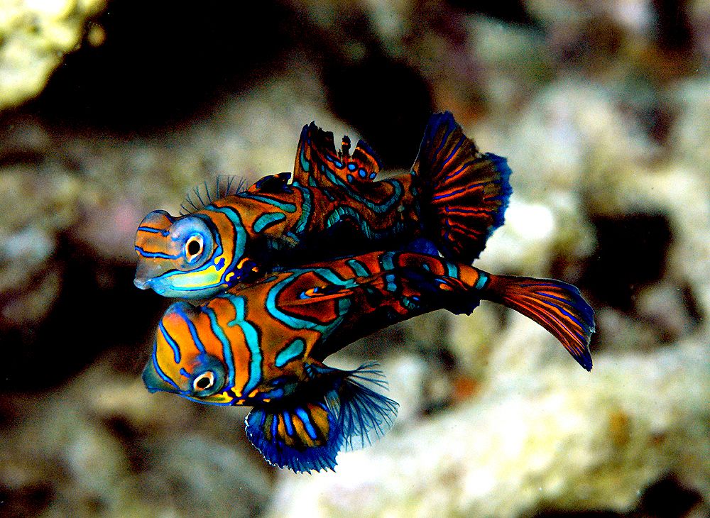 macro life while diving kapalai