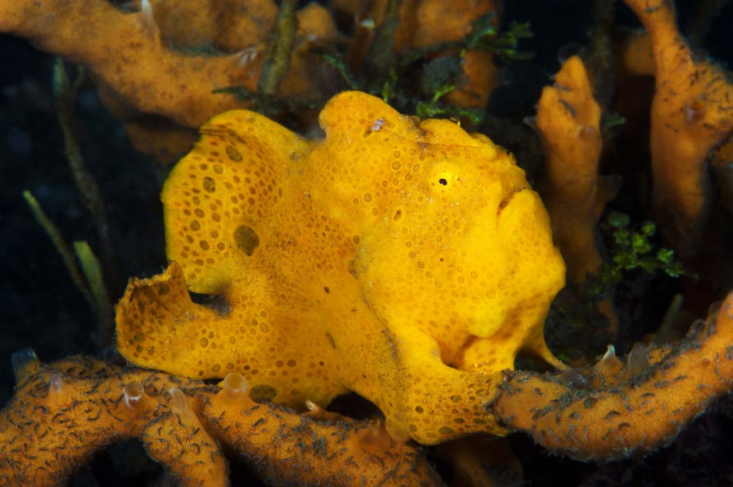 frogfish on the mabul house reef at borneo divers