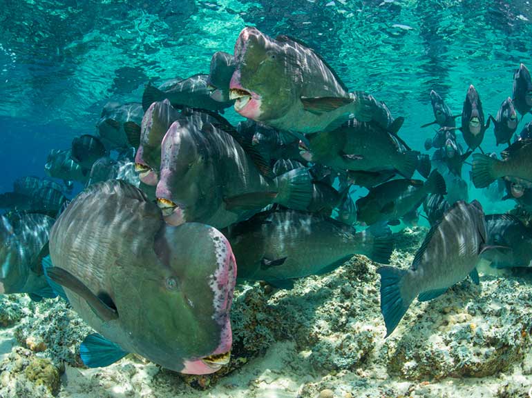 bumphead parrotfish school at dawn sipadan