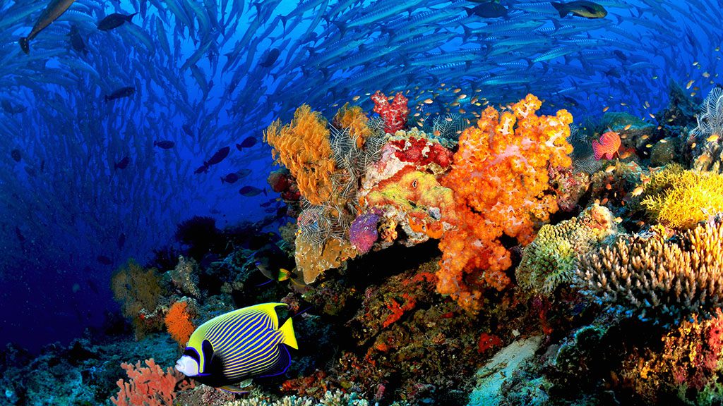 coral garden at sipadan the site newer divers are placed on