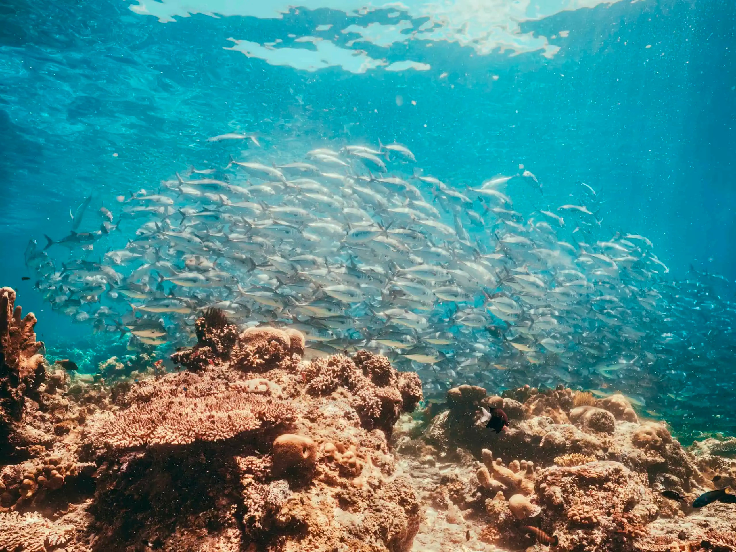 reef top snorkelling sipadan island