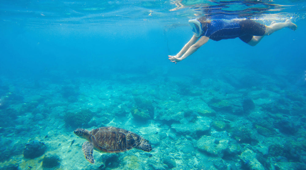 snorkeler with green turtle over sipadan reef flat