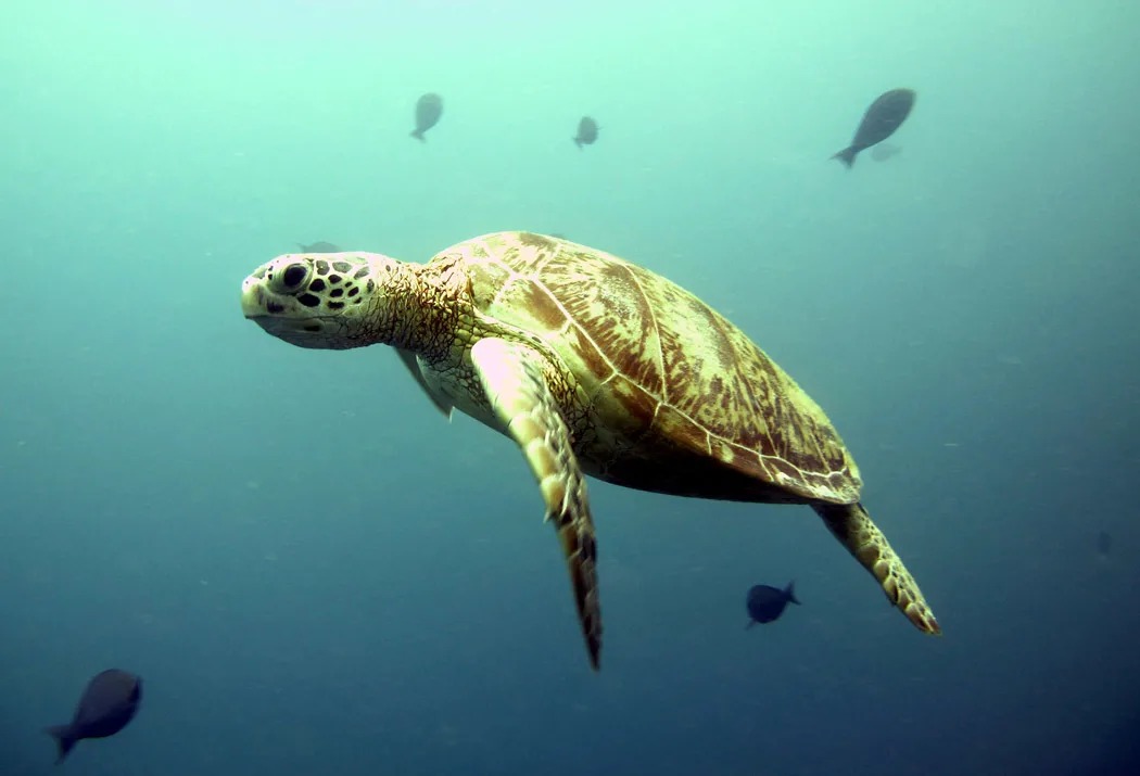 snorkeller with turtle at sipadan