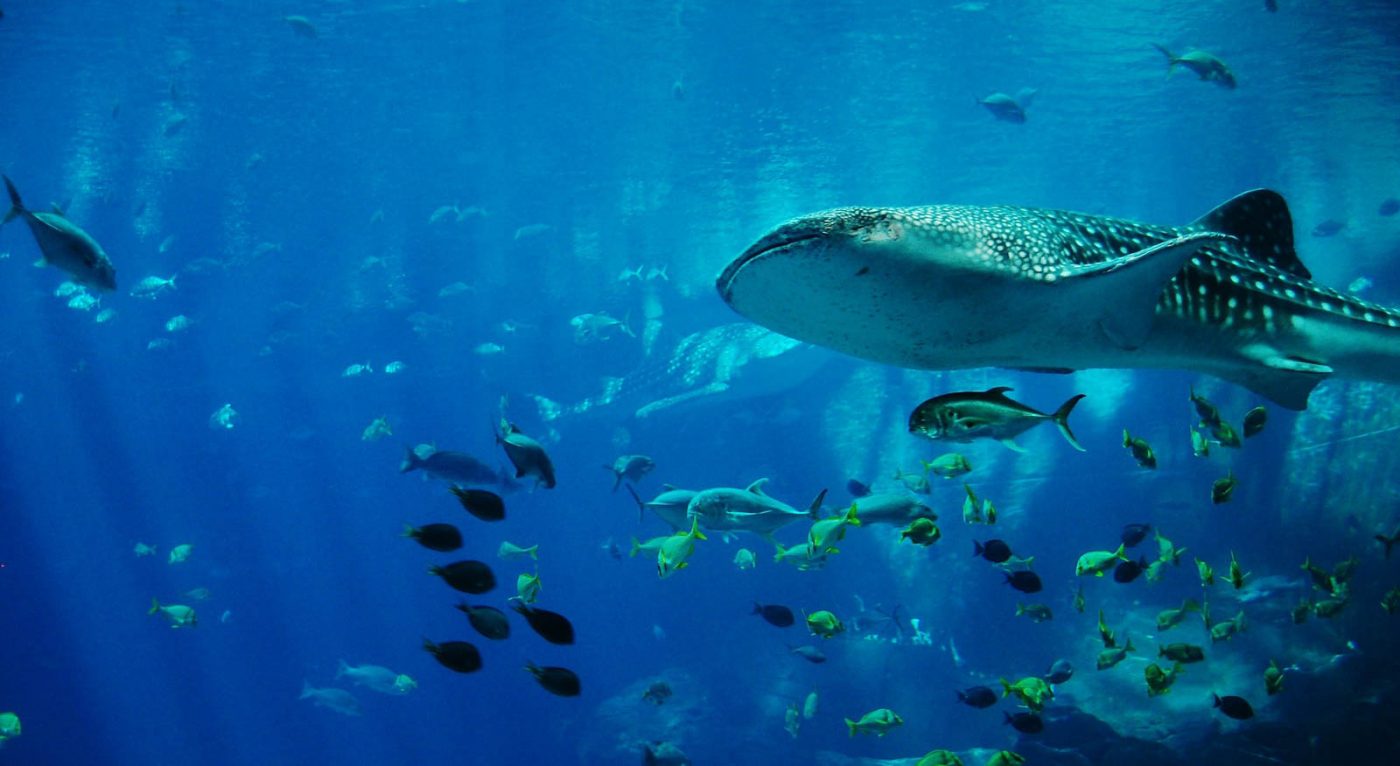 sipadan diving package wall dive with reef sharks