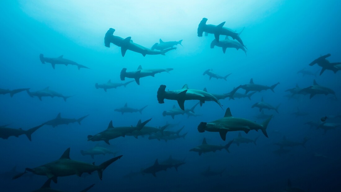 sipadan wall diving panorama with reef sharks