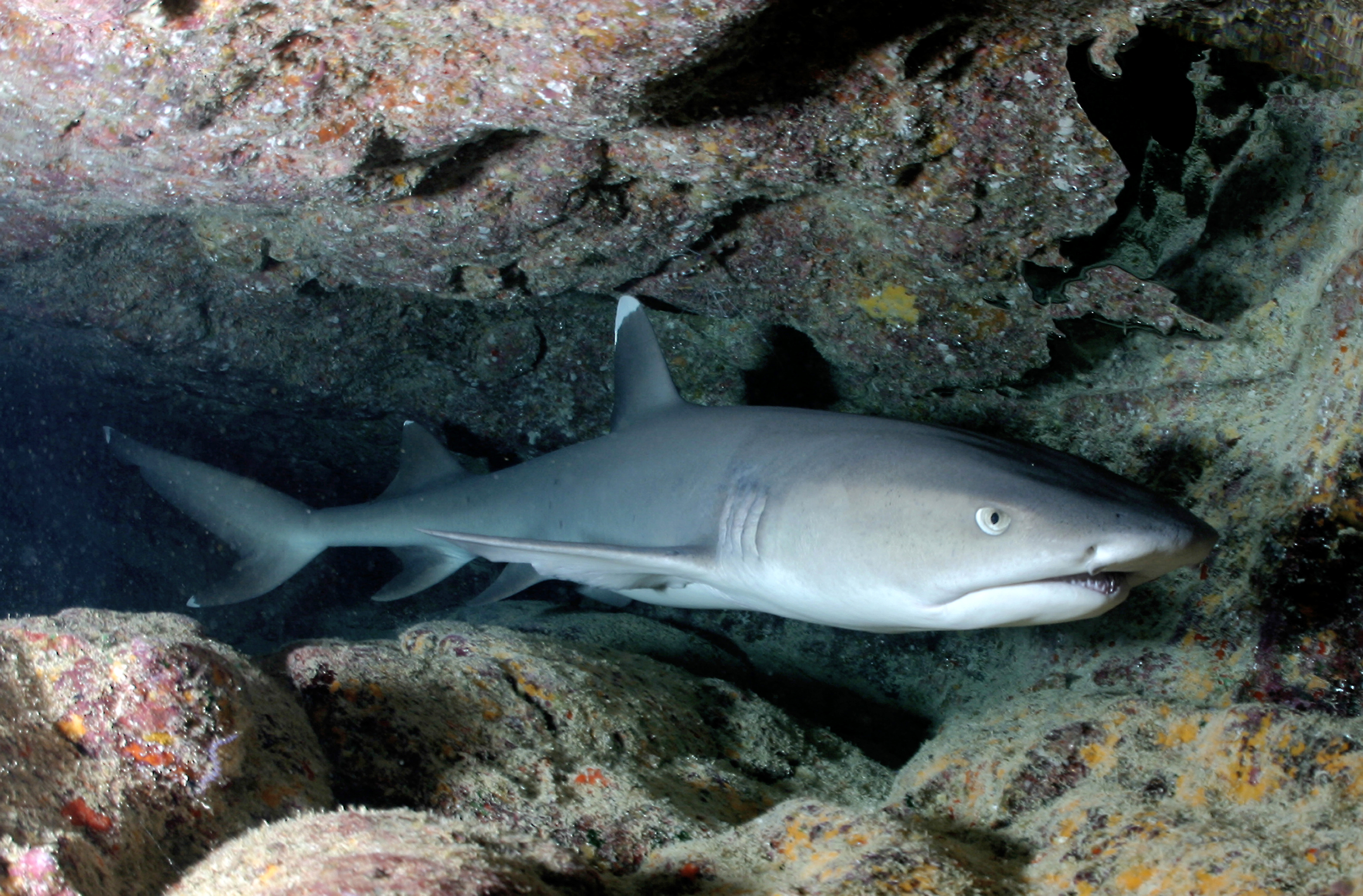 whitetip reef shark resting at white tip avenue