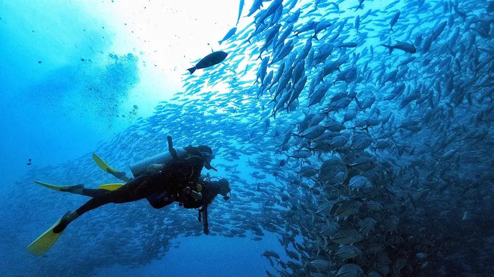 diver looking into the blue at south point sipadan
