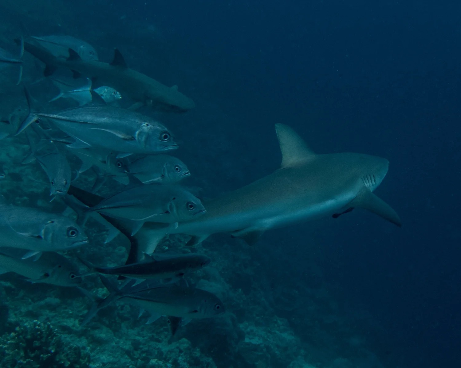 grey reef sharks in the blue at south point sipadan