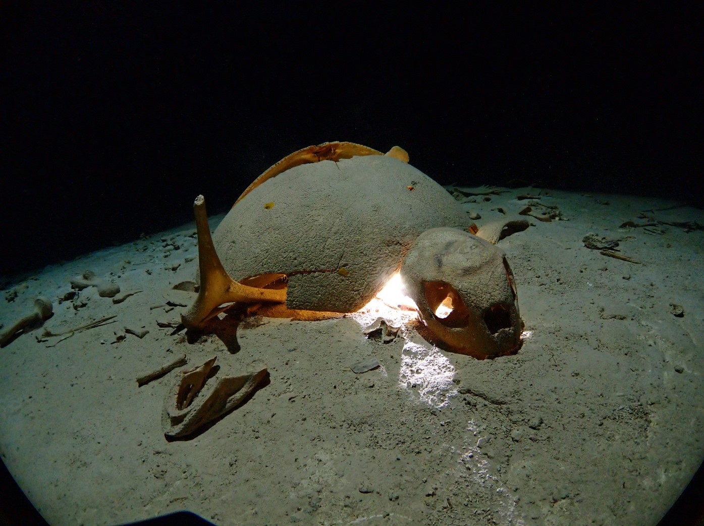 turtle tomb cavern entrance in the sipadan wall